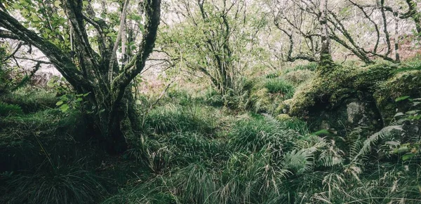 Adembenemend Uitzicht Het Schotse Altijd Groene Regenwoud Machtige Bomen Mos — Stockfoto