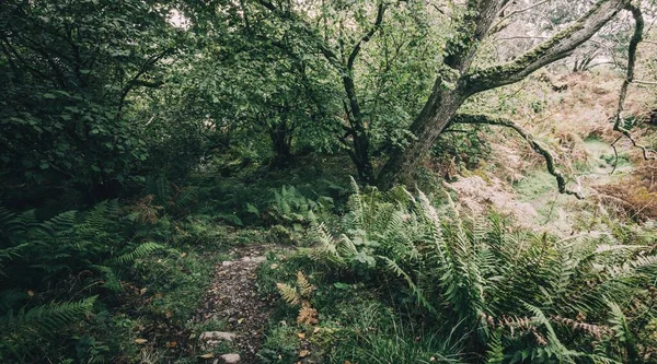 Adembenemend Uitzicht Het Schotse Altijd Groene Regenwoud Machtige Bomen Mos — Stockfoto