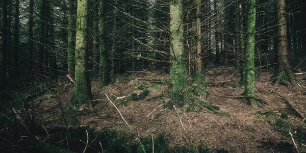 Floresta Conífera Perene Uma Pequena Aldeia Ardrishaig Loch Fyne Crinan — Fotografia de Stock