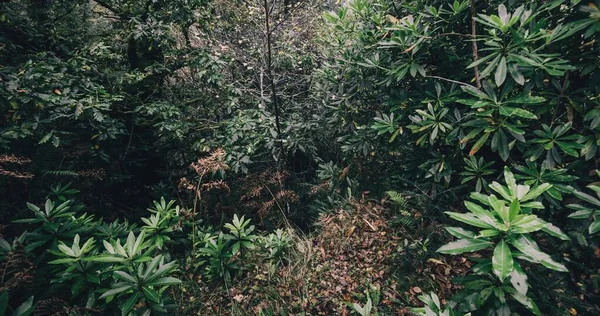 Δάσος Βροχής Ένα Μικρό Χωριό Ardrishaig Πράσινα Φύλλα Κλείνουν Loch — Φωτογραφία Αρχείου