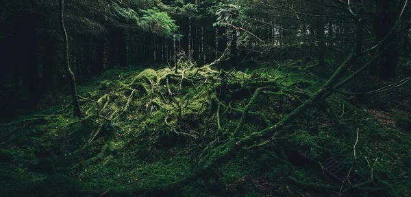 Floresta Conífera Perene Uma Pequena Aldeia Ardrishaig Loch Fyne Crinan — Fotografia de Stock