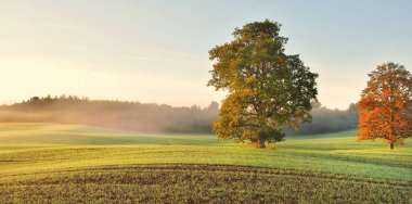 Güneşin doğuşunda traktör izleri olan tarlaların üzerinde yeşil ve altın yapraklı kudretli meşe ağacı. Resimli sonbahar manzarası. Saf doğa, ekoloji, ağaçlar, çiftlik, kereste endüstrisi.
