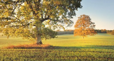 Güneşin doğuşunda traktör izleri olan tarlaların üzerinde yeşil ve altın yapraklı kudretli meşe ağacı. Resimli sonbahar manzarası. Saf doğa, ekoloji, ağaçlar, çiftlik, kereste endüstrisi.
