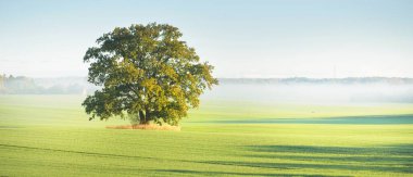 Güneşin doğuşunda traktör izleri olan tarlaların üzerinde yeşil ve altın yapraklı kudretli meşe ağacı. Sabah sisi. Resimli sonbahar manzarası. Doğa, ağaçlar, çiftlik, kereste endüstrisi.