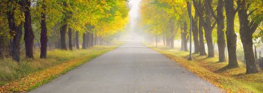 Güçlü ağaçların arasından tek şeritli kırsal asfalt yolu (alley). Altın güneş ışığı, güneş ışığı, sis, gölgeler. Peri sonbahar sahnesi. Umut, cennet, vahşi doğa, yalnızlık, doğa, ekoloji, yürüyüş, bisiklet