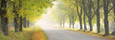 Güçlü ağaçların arasından tek şeritli kırsal asfalt yolu (alley). Altın güneş ışığı, güneş ışığı, sis, gölgeler. Peri sonbahar sahnesi. Umut, cennet, vahşi doğa, yalnızlık, doğa, ekoloji, yürüyüş, bisiklet