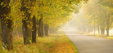 Güçlü ağaçların arasından tek şeritli kırsal asfalt yolu (alley). Altın güneş ışığı, güneş ışığı, sis, gölgeler. Peri sonbahar sahnesi. Umut, cennet, vahşi doğa, yalnızlık, doğa, ekoloji, yürüyüş, bisiklet