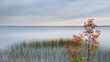 Gün batımında Razna Gölü 'nün panoramik manzarası, arka planda orman. Altın ağaçlar yakın plan. Sudaki simetri yansımaları, doğal ayna. Idyllic sonbahar manzarası. Letonya, Letonya 'nın Doğası