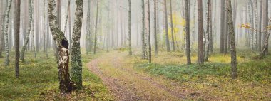 Güneşin doğuşunda sisli ve görkemli bir orman. Güçlü ağaçlar. Ekoloji, sonbahar, eko-turizm, çevre koruma. Panoramik görünüm
