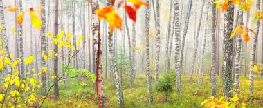 Güneşin doğuşunda sisli ve görkemli bir orman. Güçlü ağaçlar. Ekoloji, sonbahar, eko-turizm, çevre koruma. Panoramik görünüm