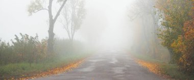 Yaprak döken meşe, huş ağacı ve akçaağaç ağaçlarının arasında eski asfalt köy yolu (alley). Yoğun sabah sisi. Doğal tünel. Karanlık atmosferik sonbahar manzarası. Tek renkli, siyah beyaz, konsept resim