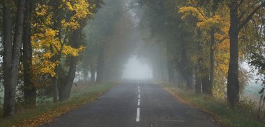 Rengarenk meşe, huş ağacı, akçaağaç ağaçları boyunca yeşil, turuncu, sarı, altın yapraklı eski asfalt köy yolu. Gizemli sabah sisi. Doğal tünel. Karanlık atmosferik sonbahar manzarası