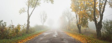 Renkli meşe, huş ağacı, yeşil, turuncu, sarı, altın yapraklı akçaağaç ağaçları boyunca eski asfalt köy yolu (alley). Yoğun sabah sisi. Doğal tünel. Atmosferik sonbahar manzarası