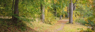 Şehir parkında bir kırsal yol (ara yol, patika). Renkli yeşil ve altın yapraklı kudretli ağaçlara yakın çekim. Sonbahar. Letonya, Avrupa. Seyahat yeri, eko-turizm, eğlence, yürüyüş, bisiklet, doğa