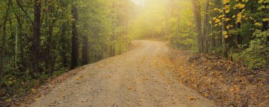 Ormanda dolambaçlı kırsal yol (ara yol, patika). Renkli yeşil yapraklı ağaçlar. Altın güneş ışığı. Sonbahar manzarası. Doğa, eko-turizm, eğlence, yürüyüş, bisiklet, ekoloji. Letonya, Avrupa
