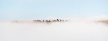 Gauja nehri vadisi ve görkemli yeşil orman güneşin doğuşunda gizemli sabah sisi bulutları, çam ve çam ağaçları. Sigulda, Letonya. Nefes kesici panoramik hava manzarası. Saf doğa, eko turizm