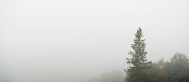 Gauja nehri vadisi ve görkemli yeşil orman güneşin doğuşunda gizemli sabah sisi bulutları, çam ve çam ağaçları. Sigulda, Letonya. Nefes kesici panoramik hava manzarası. Saf doğa, eko turizm