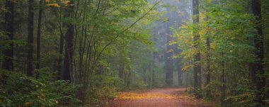 Gizemli bir sabah sisinin içinde ormanın içinden geçen yol renkli ağaçların doğal tüneli, mavi ışık. Idyllic sonbahar sahnesi. Saf doğa, ekoloji, mevsimler. Atmosferik manzara. Sigulda, Letonya