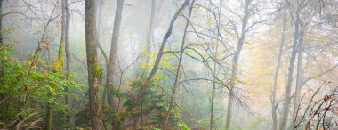 Güneş doğarken sisli, görkemli ormanın atmosferik manzarası. Altın ışık, güneş ışınları. Güçlü ağaçlar, renkli yapraklar, yosun, eğrelti otu, bitkiler. Sigulda, Letonya. Ekoloji, mevsimler, sonbahar, eko turizm