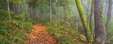 Gün doğumunda sisli bir havada orman tepelerinin atmosferik manzarası. Altın ışık, güneş ışınları. Yeşil ağaçlar, renkli yapraklar, yosun, eğrelti otu, bitkiler. Sigulda, Letonya. Ekoloji, mevsimler, sonbahar, eko turizm