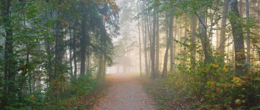 Gizemli bir sabah sisinin içinde ormanın içinden geçen yol renkli ağaçların doğal tüneli, yumuşak ışık. Idyllic sonbahar sahnesi. Saf doğa, ekoloji, mevsimler. Atmosferik manzara. Sigulda, Letonya;