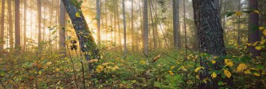 Güneş doğarken sisli, görkemli ormanın atmosferik manzarası. Altın ışık, güneş ışınları. Güçlü ağaçlar, renkli yapraklar, yosun, eğrelti otu, bitkiler. Sigulda, Letonya. Ekoloji, mevsimler, sonbahar, eko turizm