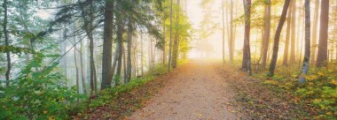 Gizemli bir sabah sisinin içinde ormanın içinden geçen yol renkli ağaçların doğal tüneli, yumuşak ışık. Idyllic sonbahar sahnesi. Saf doğa, ekoloji, mevsimler. Atmosferik manzara. Sigulda, Letonya;