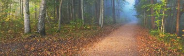 Gizemli bir sabah sisinin içinde ormanın içinden geçen yol renkli ağaçların doğal tüneli, yumuşak ışık. Idyllic sonbahar sahnesi. Saf doğa, ekoloji, mevsimler. Atmosferik manzara. Sigulda, Letonya;
