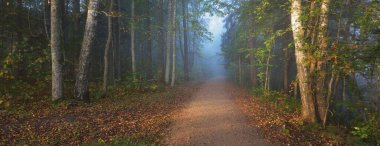 Gizemli bir sabah sisinin içinde ormanın içinden geçen yol renkli ağaçların doğal tüneli, mavi ışık. Idyllic sonbahar sahnesi. Saf doğa, ekoloji, mevsimler. Atmosferik manzara. Sigulda, Letonya