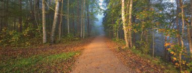 Gizemli bir sabah sisinin içinde ormanın içinden geçen yol renkli ağaçların doğal tüneli, yumuşak ışık. Idyllic sonbahar sahnesi. Saf doğa, ekoloji, mevsimler. Atmosferik manzara. Sigulda, Letonya;