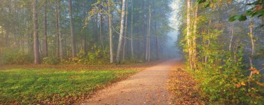 Gizemli bir sabah sisinin içinde ormanın içinden geçen yol renkli ağaçların doğal tüneli, yumuşak ışık. Idyllic sonbahar sahnesi. Saf doğa, ekoloji, mevsimler. Atmosferik manzara. Sigulda, Letonya;