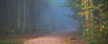 Gizemli bir sabah sisinin içinde ormanın içinden geçen yol renkli ağaçların doğal tüneli, mavi ışık. Idyllic sonbahar sahnesi. Saf doğa, ekoloji, mevsimler. Atmosferik manzara. Sigulda, Letonya