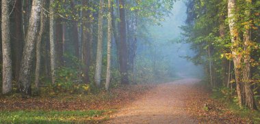 Gizemli bir sabah sisinin içinde ormanın içinden geçen yol renkli ağaçların doğal tüneli, mavi ışık. Idyllic sonbahar sahnesi. Saf doğa, ekoloji, mevsimler. Atmosferik manzara. Sigulda, Letonya