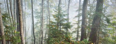 Güneş doğarken sisli, görkemli ormanın atmosferik manzarası. Altın ışık, güneş ışınları. Güçlü ağaçlar, renkli yapraklar, yosun, eğrelti otu, bitkiler. Sigulda, Letonya. Ekoloji, mevsimler, sonbahar, eko turizm