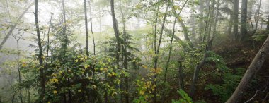 Güneş doğarken sisli, görkemli ormanın atmosferik manzarası. Altın ışık, güneş ışınları. Güçlü ağaçlar, renkli yapraklar, yosun, eğrelti otu, bitkiler. Sigulda, Letonya. Ekoloji, mevsimler, sonbahar, eko turizm
