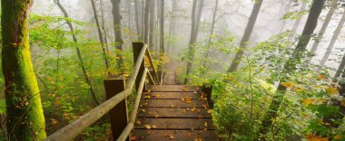 Güneşin doğduğu bir siste tahta orman merdiveninin yüksek açılı görüntüsü. Yumuşak sabah ışığı. Yaşlı ağaçlar, renkli yeşil ve altın yapraklar yakın plan. Idyllic sonbahar sahnesi. Gauja Ulusal Parkı, Sigulda, Letonya