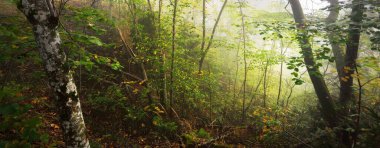 Güneş doğarken sisli, görkemli ormanın atmosferik manzarası. Altın ışık, güneş ışınları. Güçlü ağaçlar, renkli yapraklar, yosun, eğrelti otu, bitkiler. Sigulda, Letonya. Ekoloji, mevsimler, sonbahar, eko turizm