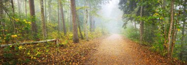 Gizemli bir sabah sisinin içinde ormanın içinden geçen yol renkli ağaçların doğal tüneli, yumuşak ışık. Idyllic sonbahar sahnesi. Saf doğa, ekoloji, mevsimler. Atmosferik manzara. Sigulda, Letonya;