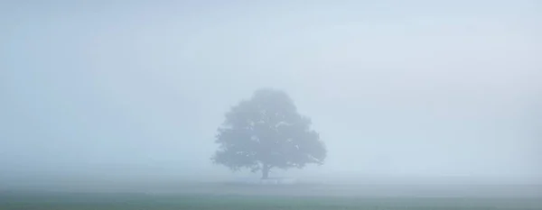 Mighty Oak Tree Green Leaves Sunrise Morning Fog Picturesque Autumn — Stockfoto