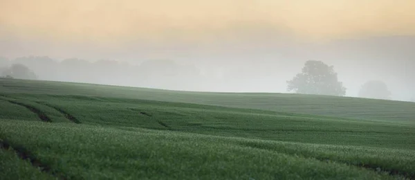 Zielone Wzgórza Pole Uprawne Ciągnika Las Wschodzie Słońca Zbliżenie Mgła — Zdjęcie stockowe