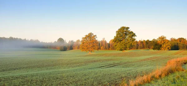 Grün Gepflügtes Landwirtschaftliches Feld Mit Traktorspuren Und Buntem Wald Bei — Stockfoto