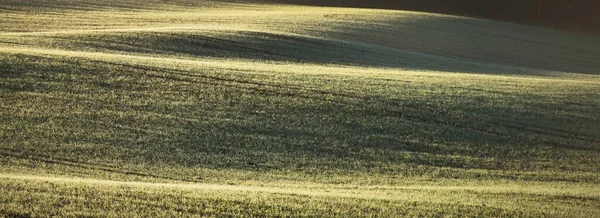 Zielone Pole Uprawne Śladami Ciągnika Wschodzie Słońca Zbliżenie Złote Światło — Zdjęcie stockowe