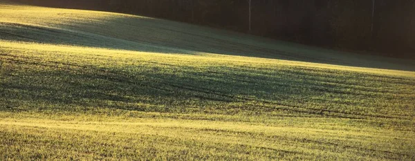 Groene Landbouwgrond Met Trekkersporen Bij Zonsopgang Close Gouden Licht Mist — Stockfoto