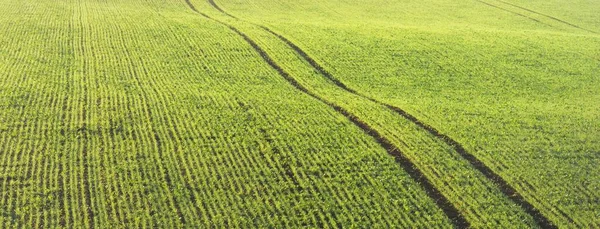 Hijau Dibajak Lahan Pertanian Dengan Traktor Trek Saat Matahari Terbit — Stok Foto