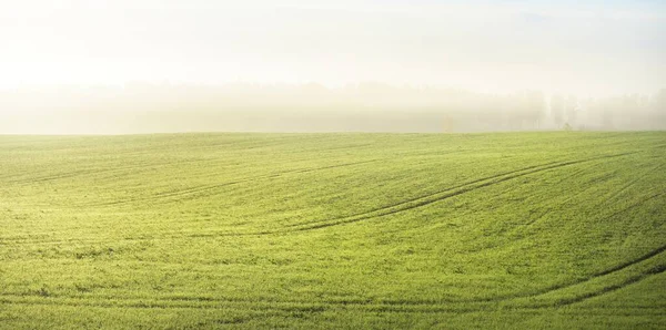 Campo Agrícola Arado Verde Con Pistas Tractor Bosque Colorido Amanecer —  Fotos de Stock