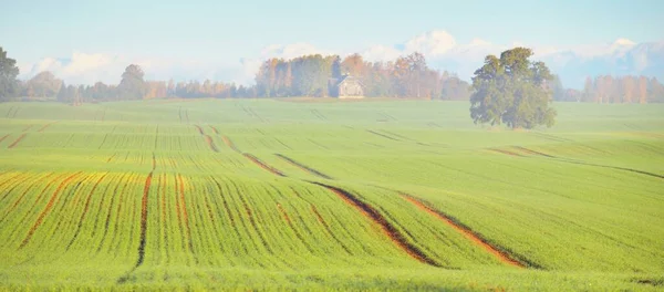 Mahtava Tammi Puu Vihreä Kultainen Lehdet Kynnetään Maatalouden Alalla Traktorin — kuvapankkivalokuva