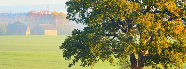 Mighty Oak Tree Green Golden Leaves Sunrise Morning Fog Picturesque — Fotografia de Stock