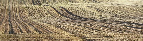Green Plowed Agricultural Field Tractor Tracks Sunrise Close Golden Light — Stock Photo, Image