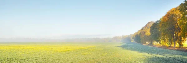 Vista Panorámica Del Campo Agrícola Verde Amanecer Árboles Una Niebla — Foto de Stock