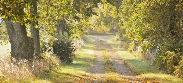Single Lane Rural Asphalt Road Alley Mighty Trees Golden Sunlight — Fotografia de Stock